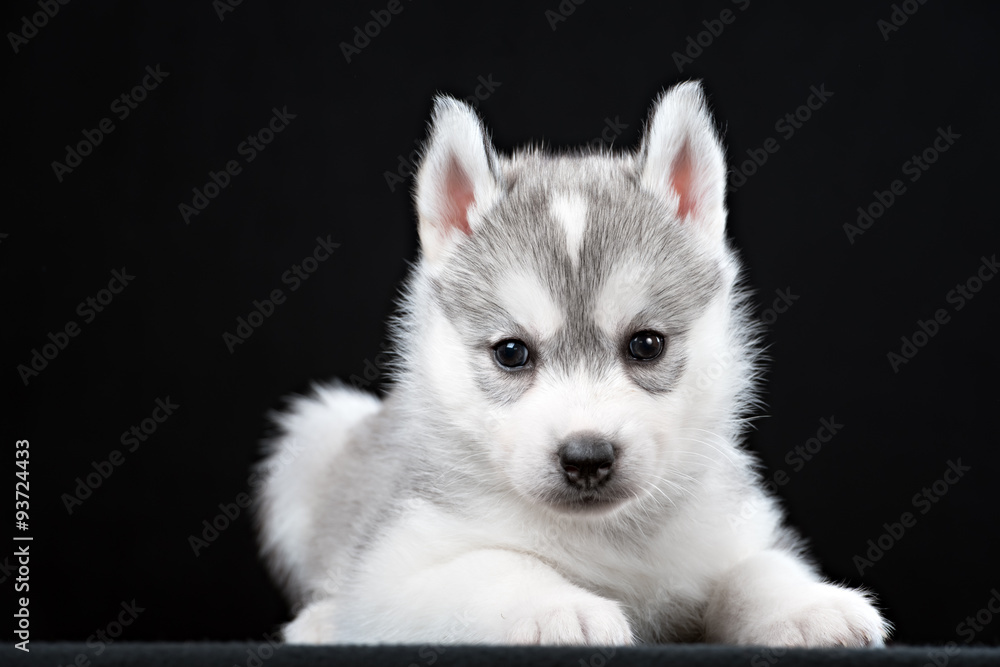 Cute little puppy of syberian husky Cute little puppy of syberian husky