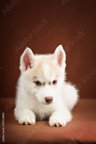 Cute little puppy of syberian husky © brusnikaphoto