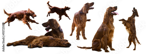 Cuadro en lienzo Set of Red Irish Setters on white