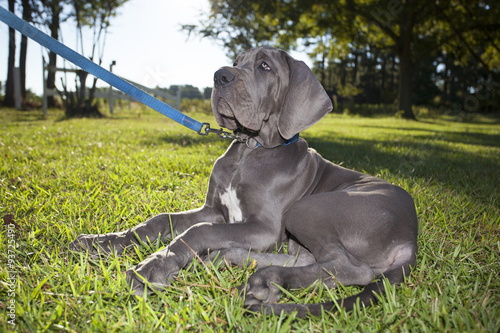 Attentive puppy