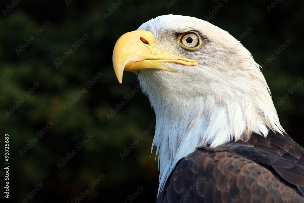 Fototapeta premium sea eagle