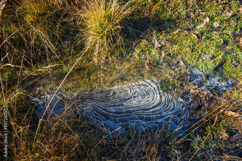 Frost on the grass in the early morning photo