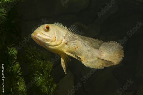 Astronotus ocellatus, big fish aquarium white