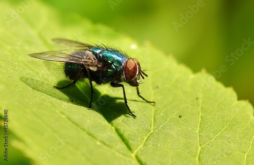 Big blowfly on a leaf