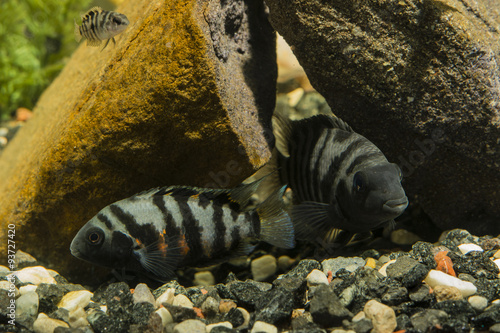 Amatitlania nigrofasciata , fish pouting photo