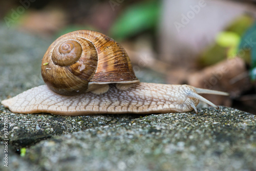 snail helix pomatia