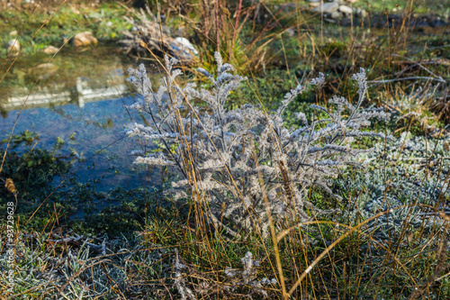 Frost on the grass in the early morning photo