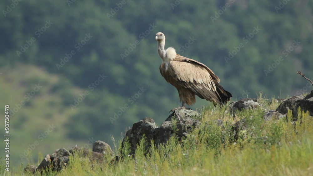 Raptor Birds Griffon and Egyptian Vultures eating carcass in the mountain rocks