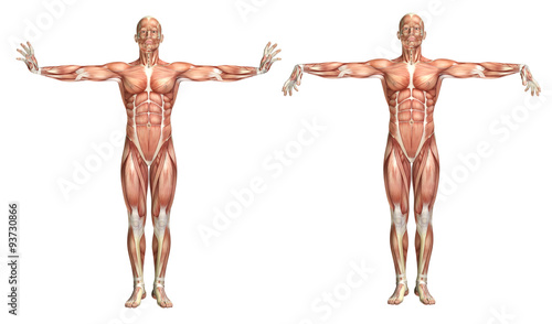 Canvas 3D medical figure showing wrist extension and flexion