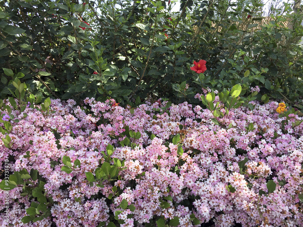Obraz premium Blooming Spring Hedge