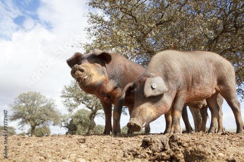 Cerdo Ibérico en la dehesa de Extremadura. Piara de guarros de pata negra. Encinas y cerdos ibéricos criados con bellota. photo