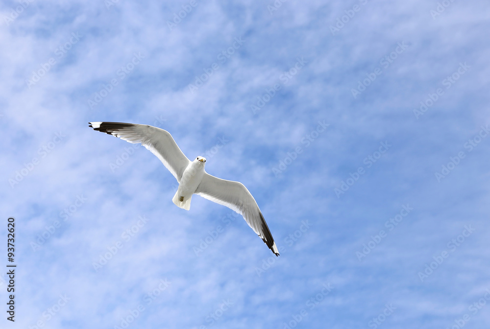 Mediterranean white seagull