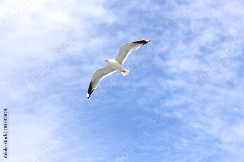 Mediterranean white seagull