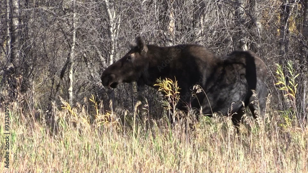 Cow Moose Cow Moose