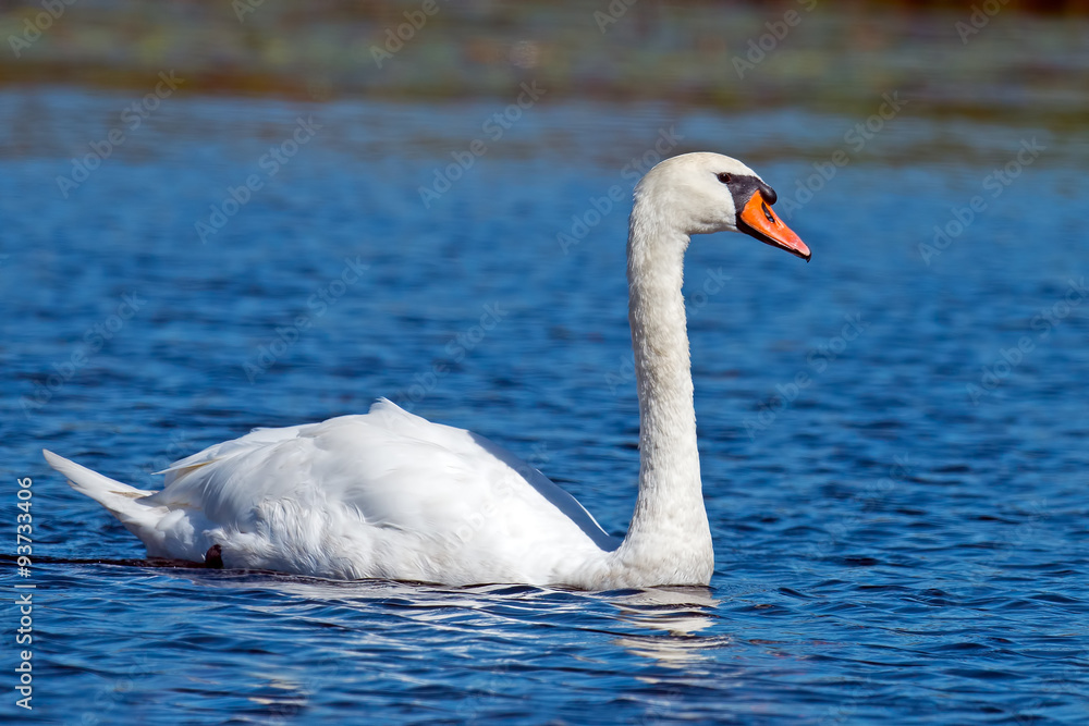 Fototapeta premium Mute Swan