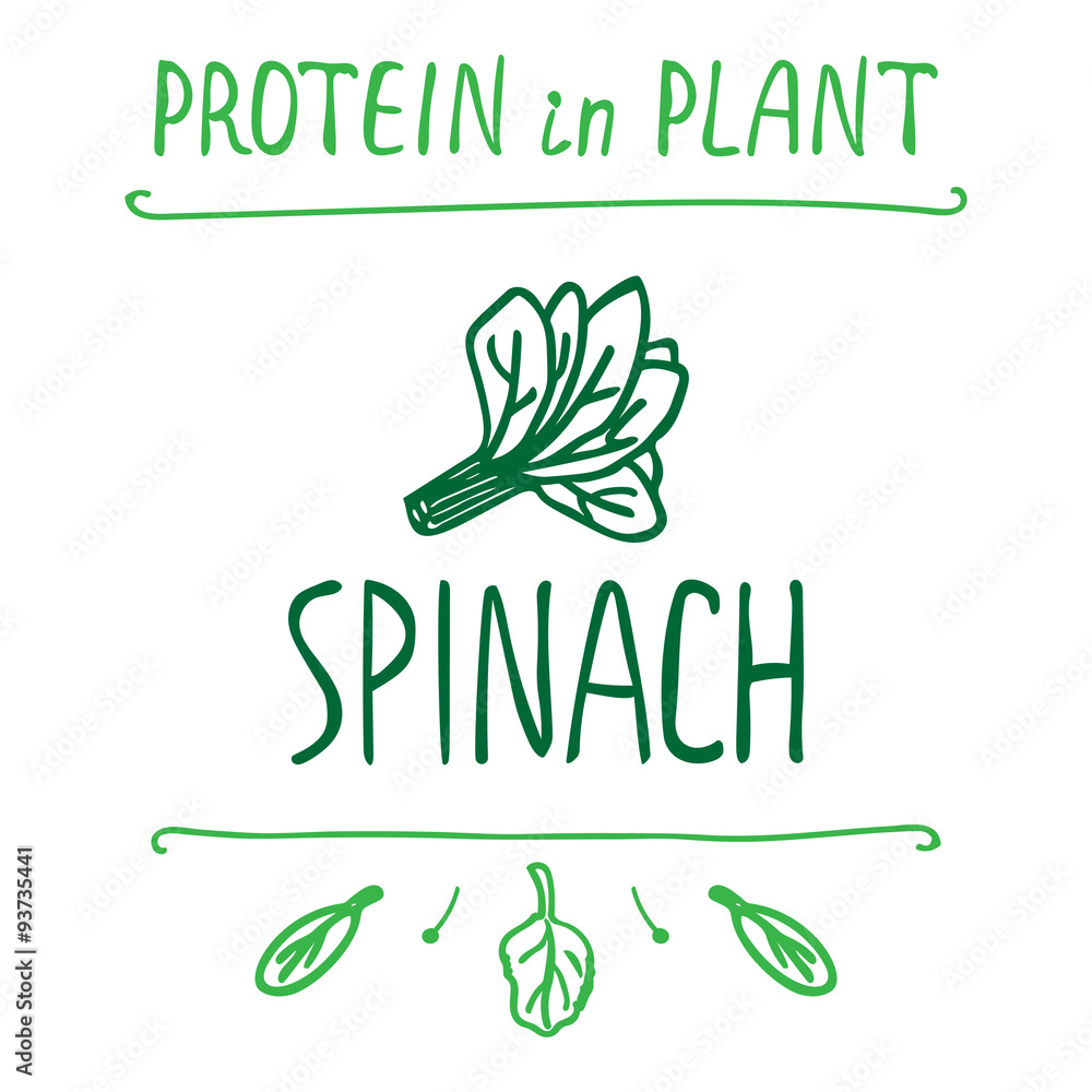 Plakat Hand Drawn Spinach Leaves
