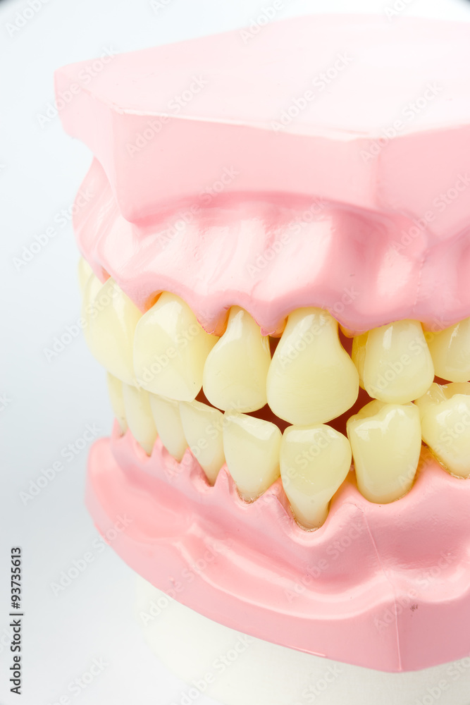Obraz premium Denture shows how to brush teeth, dental equipment
