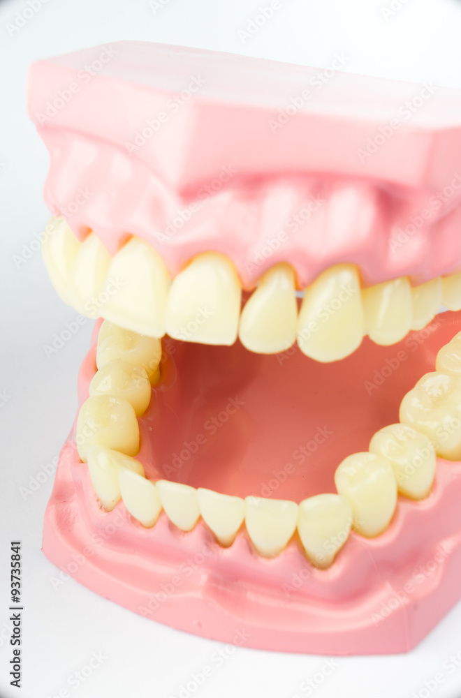Obraz premium Denture shows how to brush teeth, dental equipment
