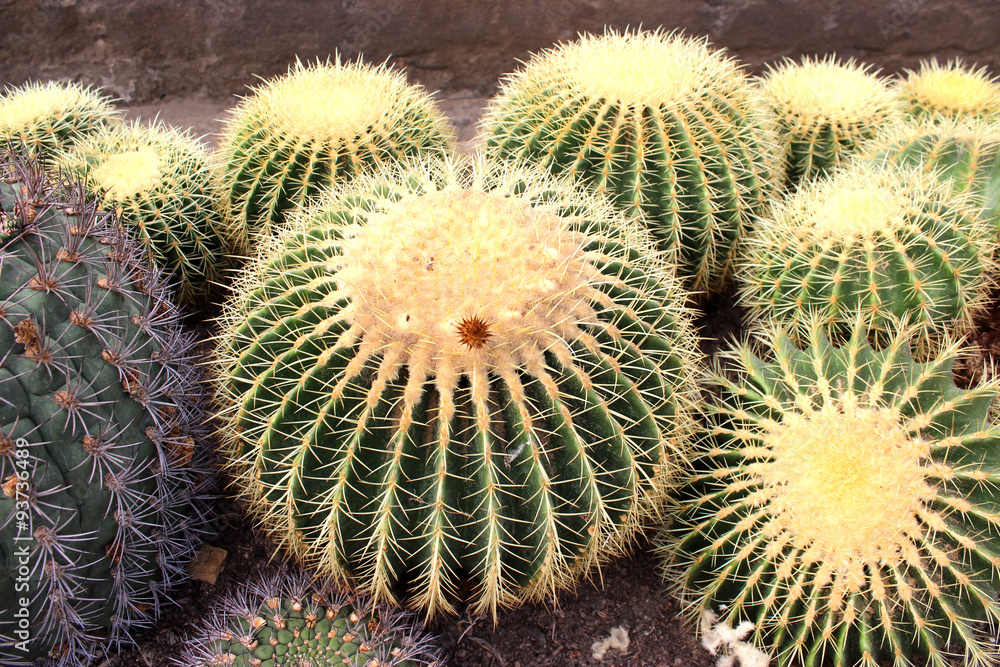 Cactus. Green cactus thorns in the cultivation bowl ,it has lots of small long green stings. Cactus. Green cactus thorns in the cultivation bowl ,it has lots of small long green stings.