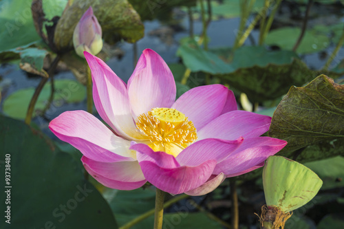 Pink Lotus flower and lotus leaf background