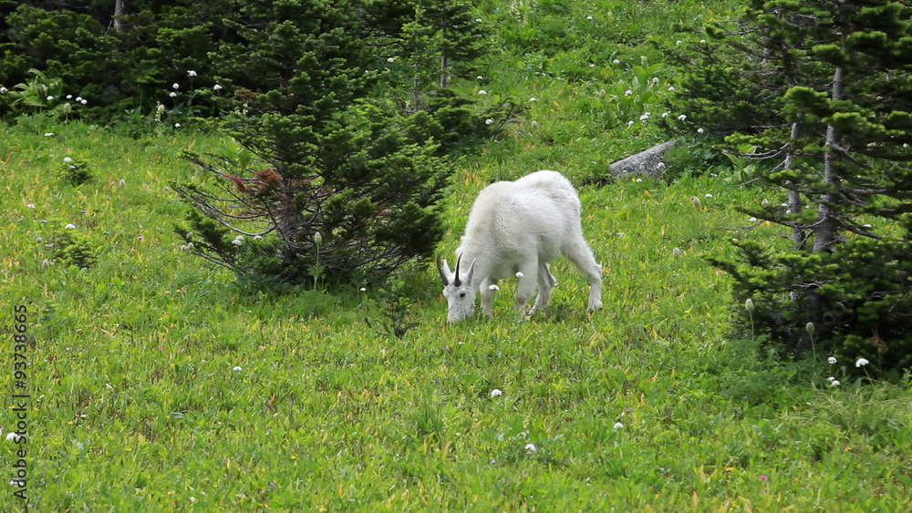 Mountain Goat grazing in forest meadow P HD 0552 Mountain Goat grazing in forest meadow P HD 0552