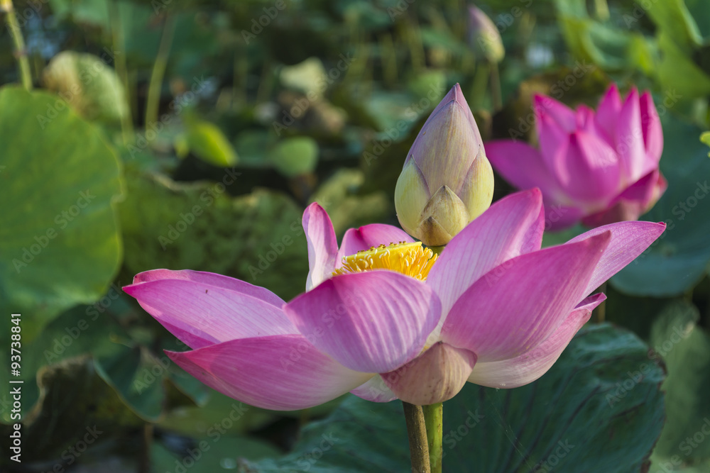 Pink Lotus flower and lotus leaf background Pink Lotus flower and lotus leaf background