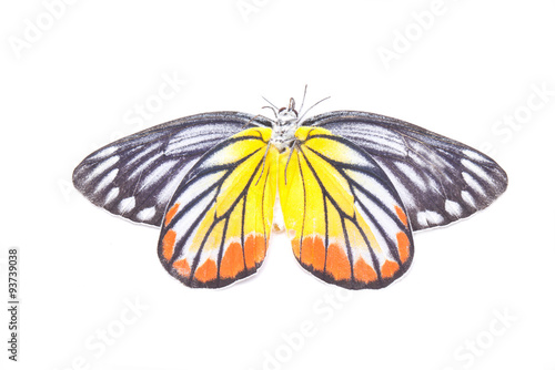 Yellow red butterfly (Painted Jezebel) isolated on white. photo