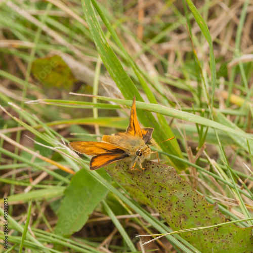 Resting Skipper photo