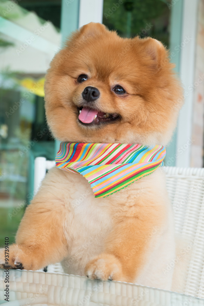 pomeranian puppy dog grooming with short hair, cute pet smiling Photos |  Adobe Stock