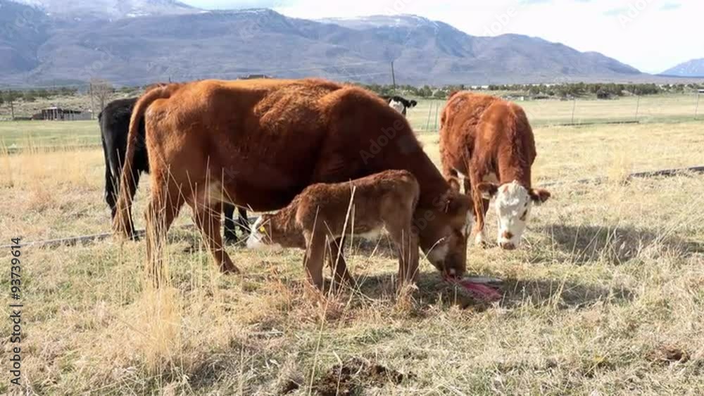 Calf mother cow eats after birth for nutriment 4K 003 Calf mother cow eats after birth for nutriment 4K 003