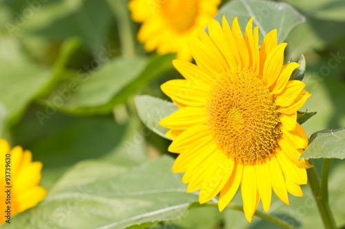 Beautiful yellow Sunflower.