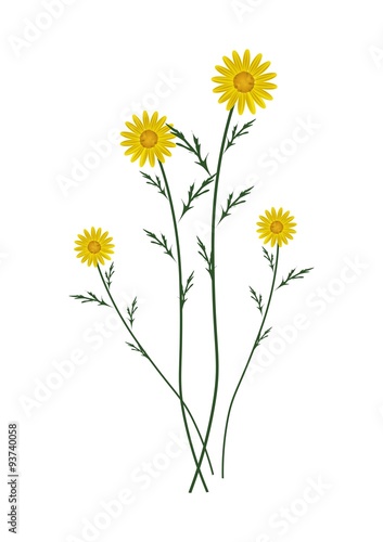 Yellow Daisy Blossoms on A White Background