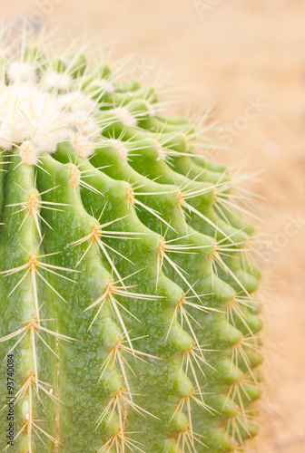 Cactus plant with thorns.