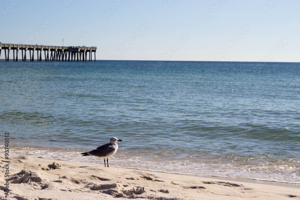 Obraz premium Seagull