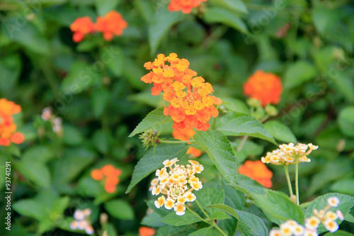 Tiny orange flower buds