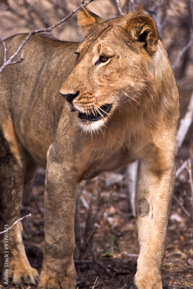 Obraz premium Leone - lion (Panthera leo) del Selous Game Reserve in Tanzania 