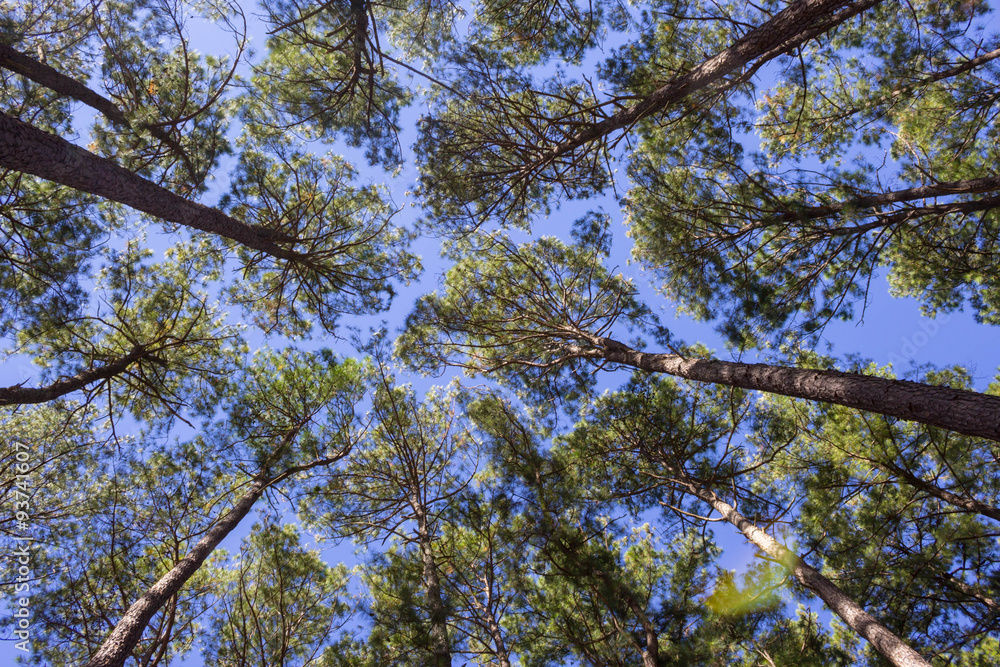 Obraz premium Forest