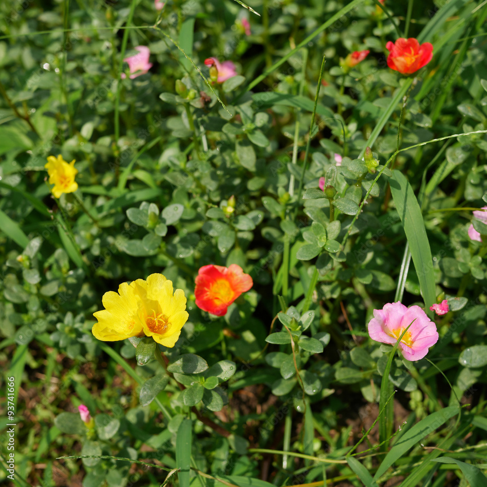The portulaca flowers at the backyard garden. (2)