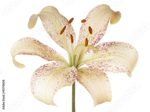 Fototapeta Naklejka Na Ścianę i Meble -  lily