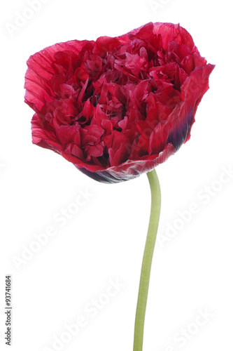 Fototapeta Naklejka Na Ścianę i Meble -  poppy