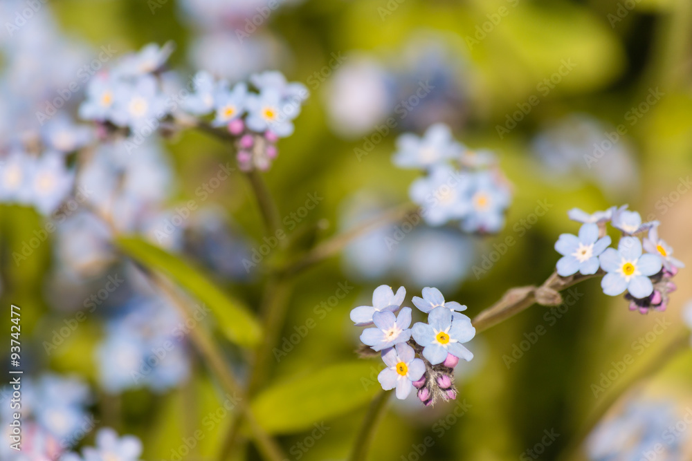 closeup of forget-me-not flowers closeup of forget-me-not flowers