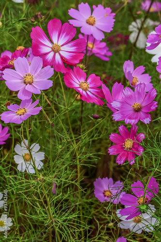 ピンク色と赤色のコスモスの花