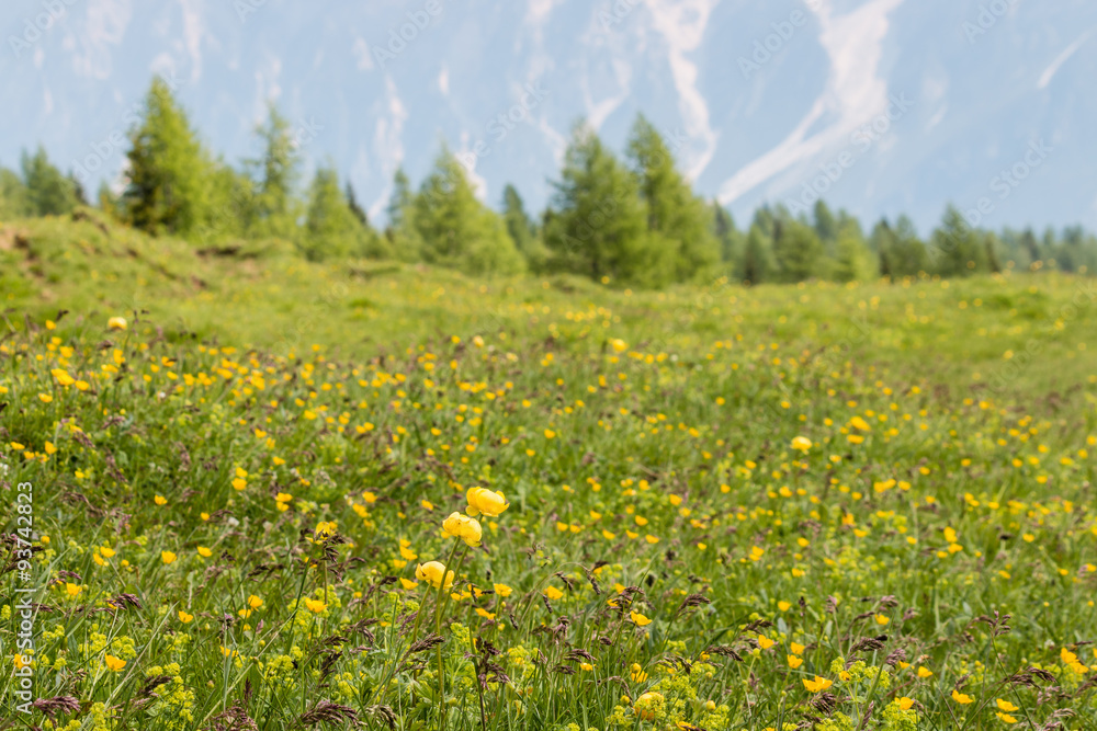 closeup of meadow with wildflowers