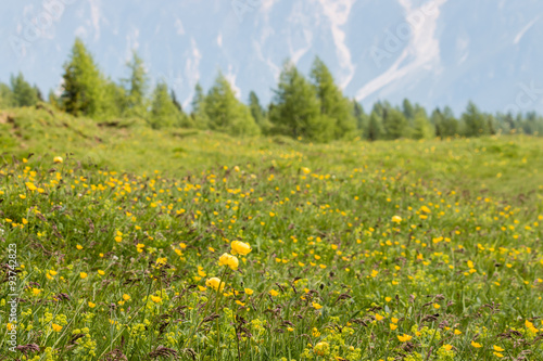 closeup of meadow with wildflowers