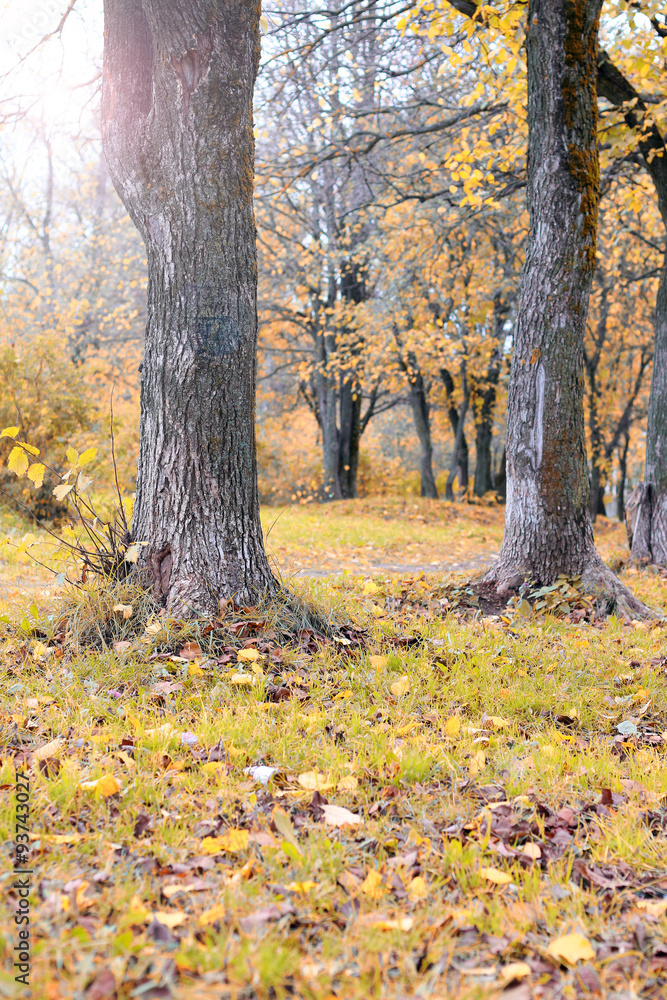 Fototapeta premium Park landscape lonely tree