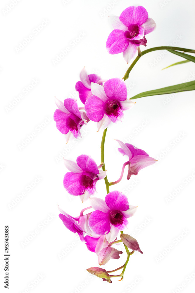 Branch blooming purple orchid isolated on white background