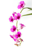 Branch blooming purple orchid isolated on white background