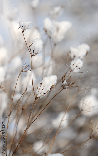 Plant covered snow. © Marek Walica
