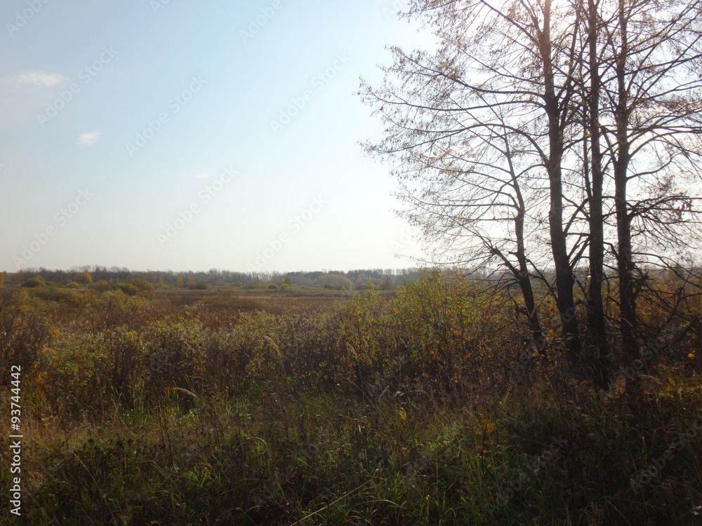 Fototapeta premium Осеннее поле с желтой травой в солнечный день