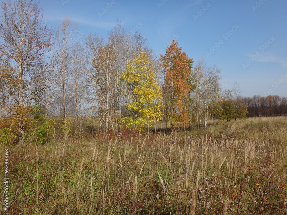 Fototapeta premium Осеннее поле с желтой травой в солнечный день